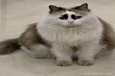 布偶猫是不是非常弱