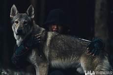 黄狼犬种大全图片简介