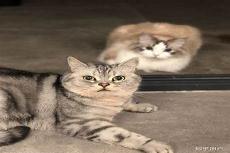 你家猫是什么梗