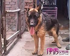冷血宠物中最认主人