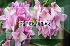 万重山修剪方法万重山怎么养