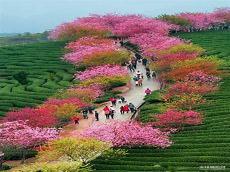 春天景色风景图片大全